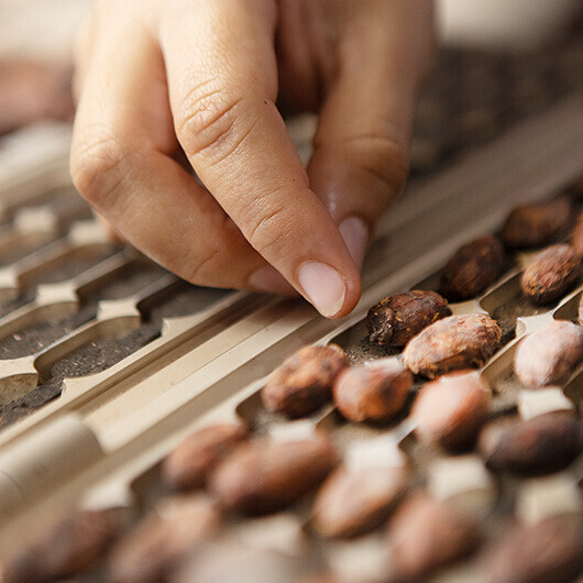 bon chocolat desktop