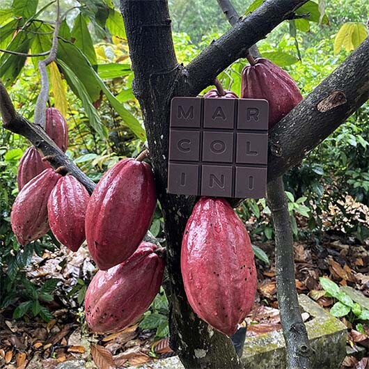 pierre-marcolini-2021-planteurs-plantations-china