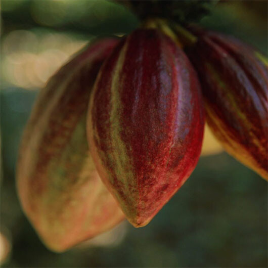 pierre-marcolini-2019-engagement-d-un-chocolat-durable-pas-de-glyphosate-530x530